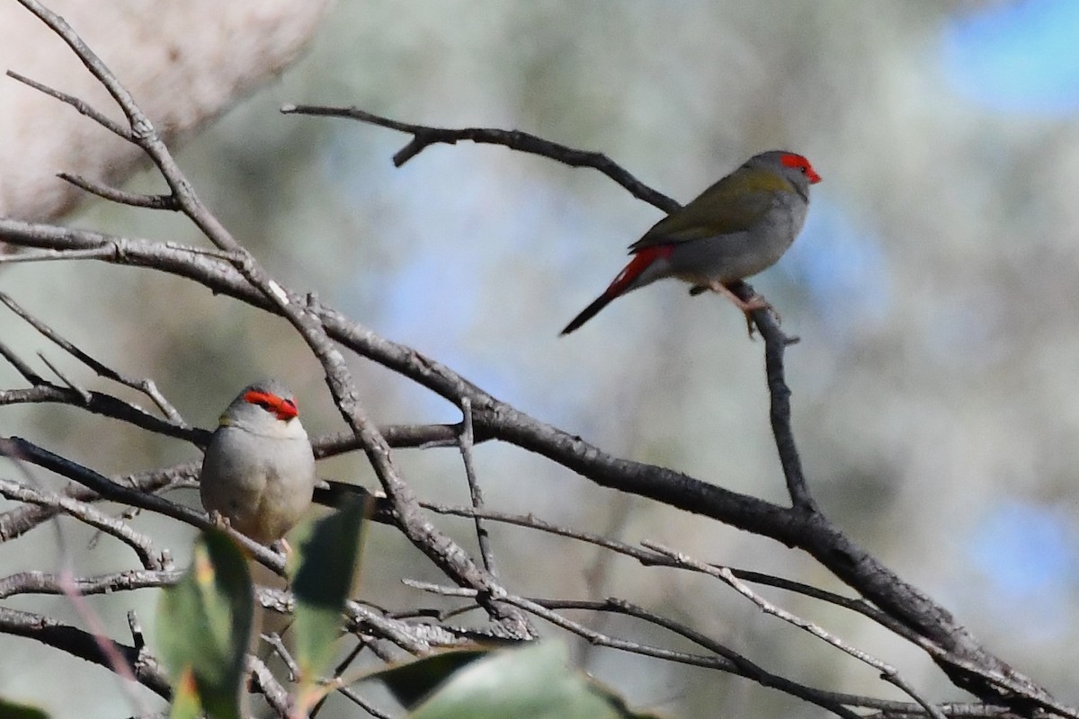 Red-browed Firetail - ML612462241