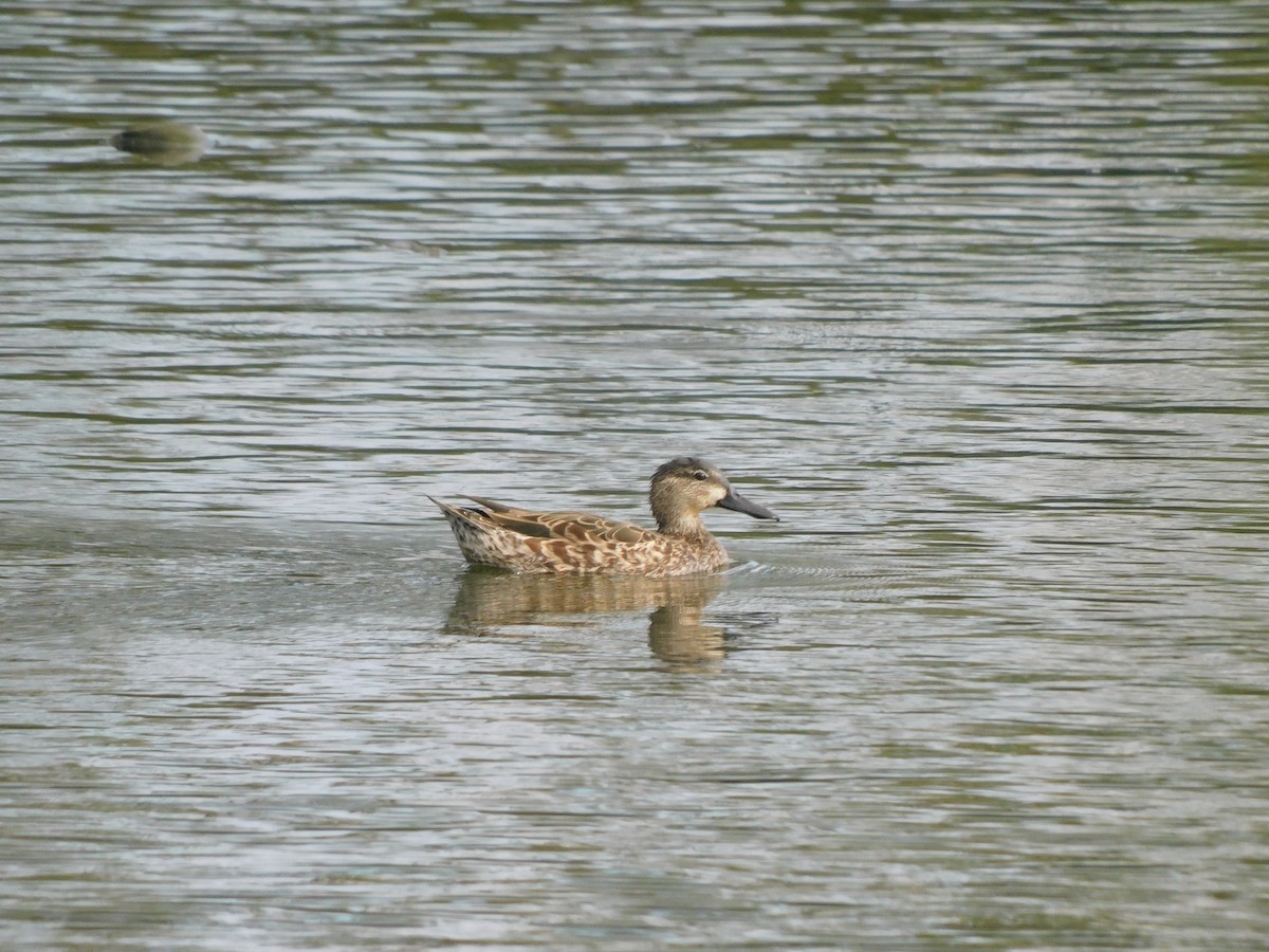 アカシマアジ - ML612462247