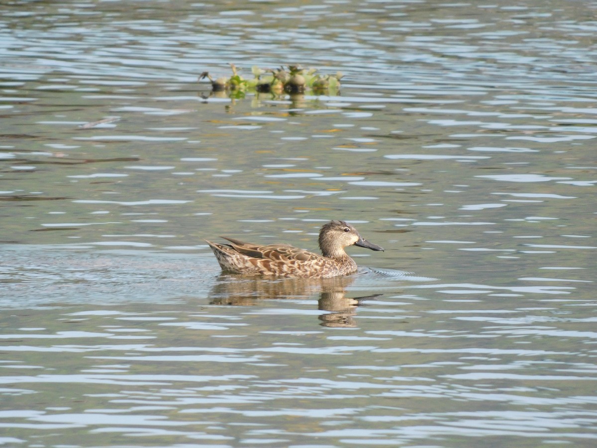 Cinnamon Teal - ML612462248