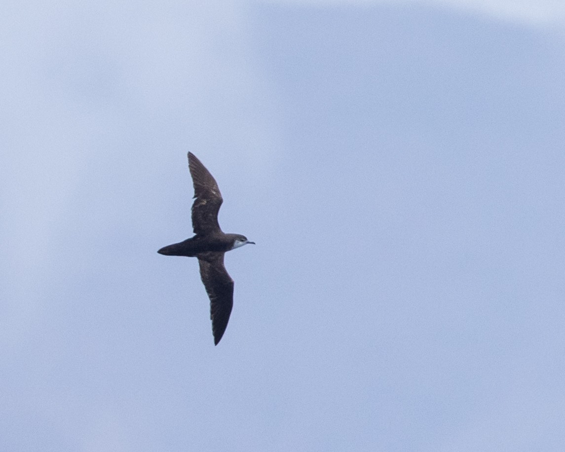 Boyd's Shearwater - Angus Wilson