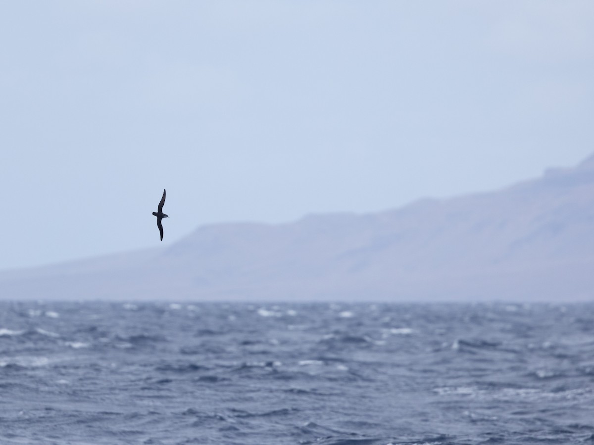 Boyd's Shearwater - Angus Wilson