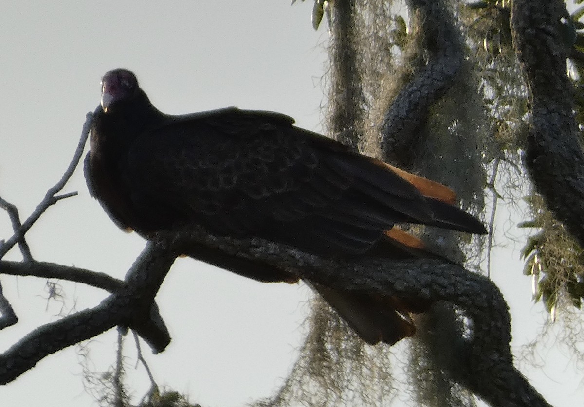 Turkey Vulture - ML612462435