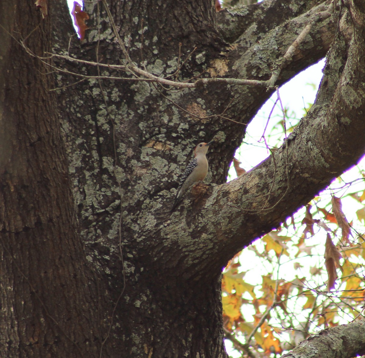 Red-bellied Woodpecker - ML612462596