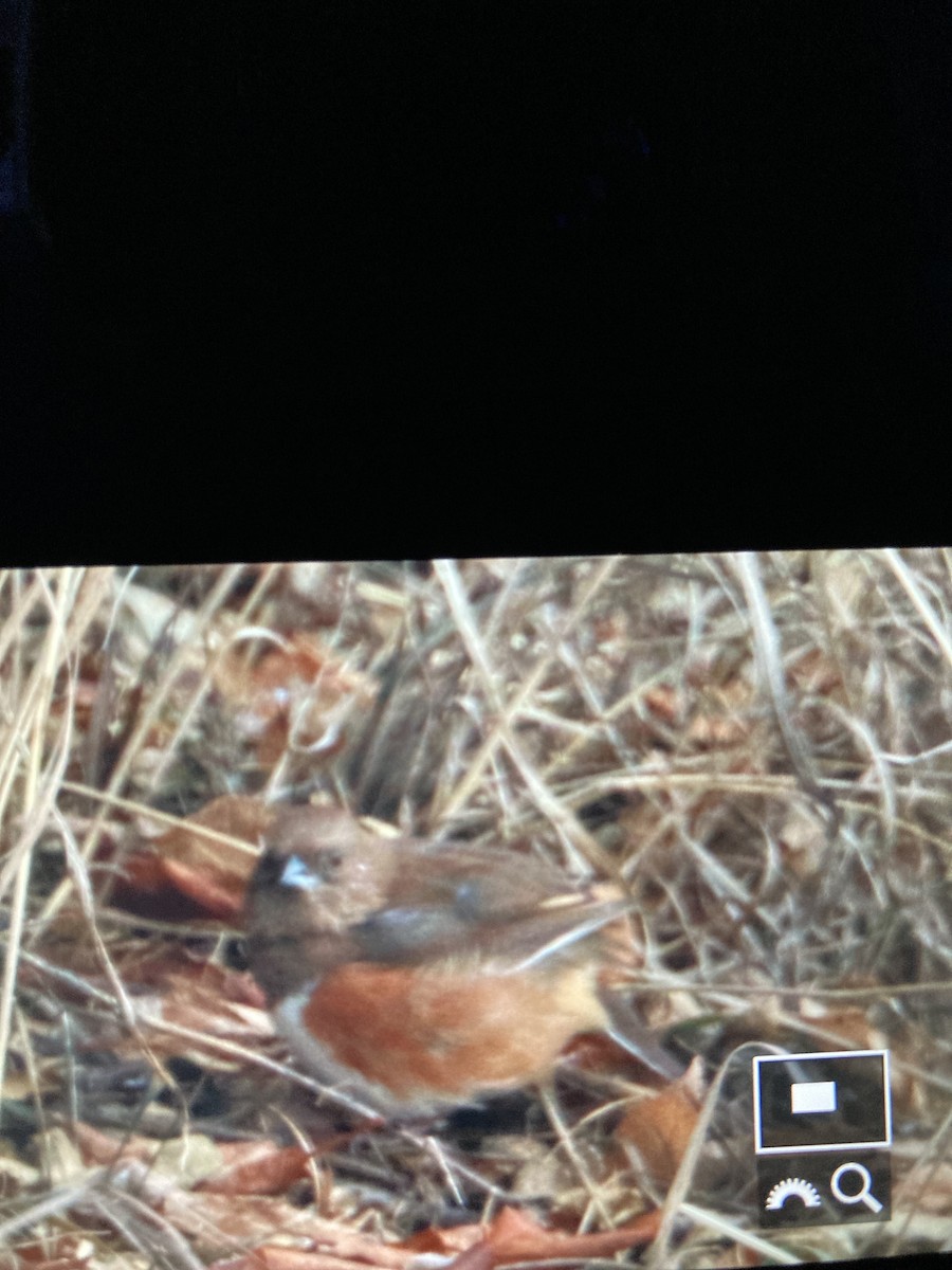 Eastern Towhee - Don Weidl