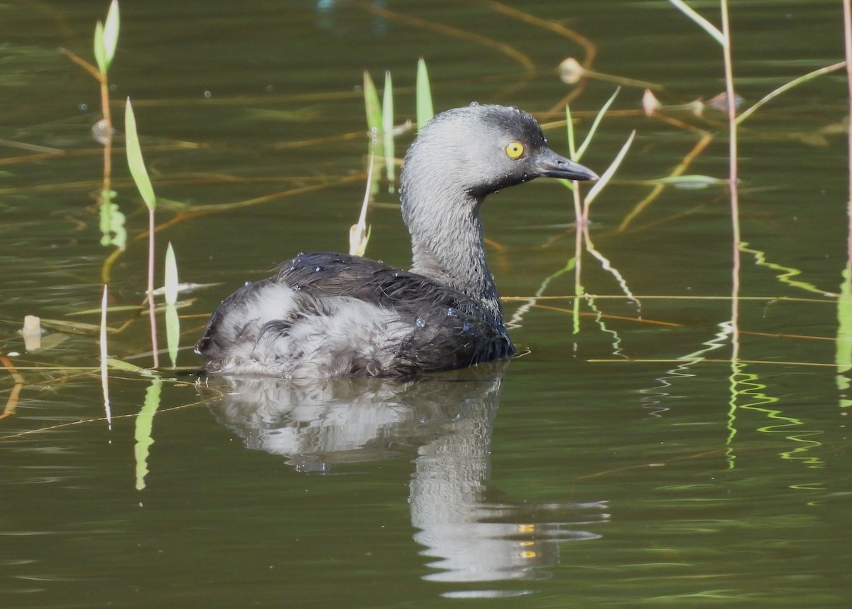 Least Grebe - ML612462738