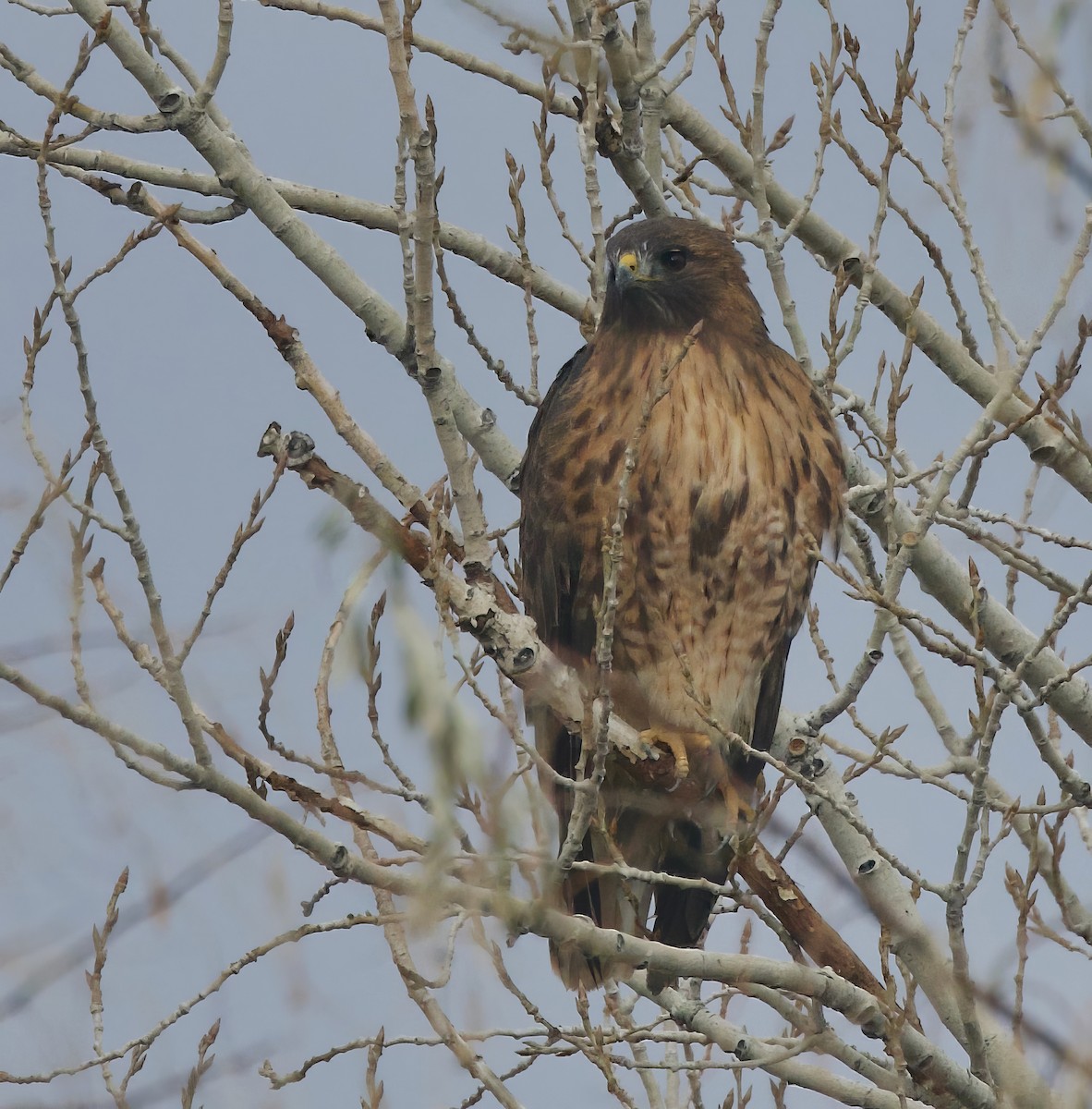 Red-tailed Hawk - ML612462777