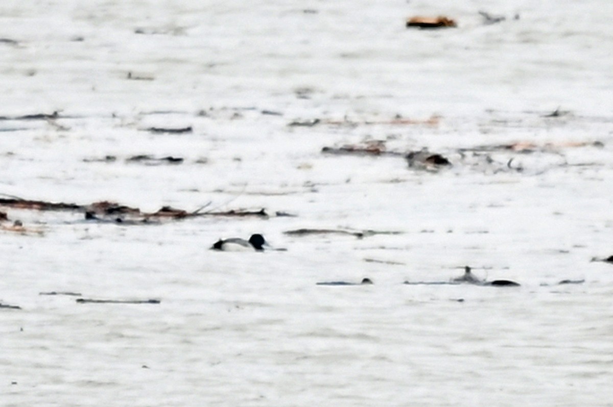 Greater Scaup - ML612462799