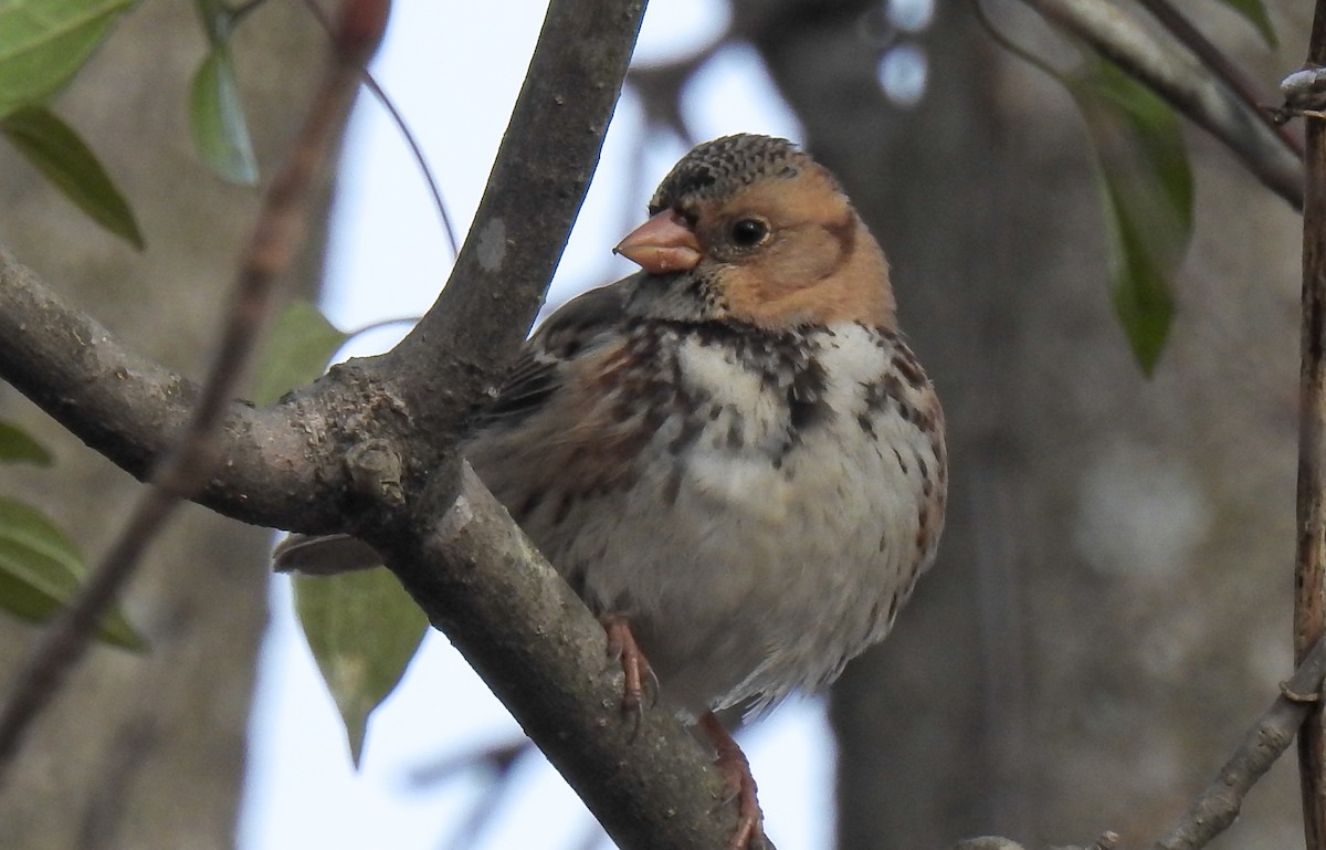 Harris's Sparrow - ML612462825