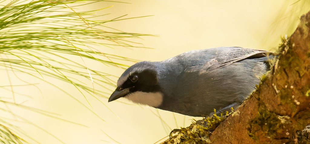 Dwarf Jay - ML612462863