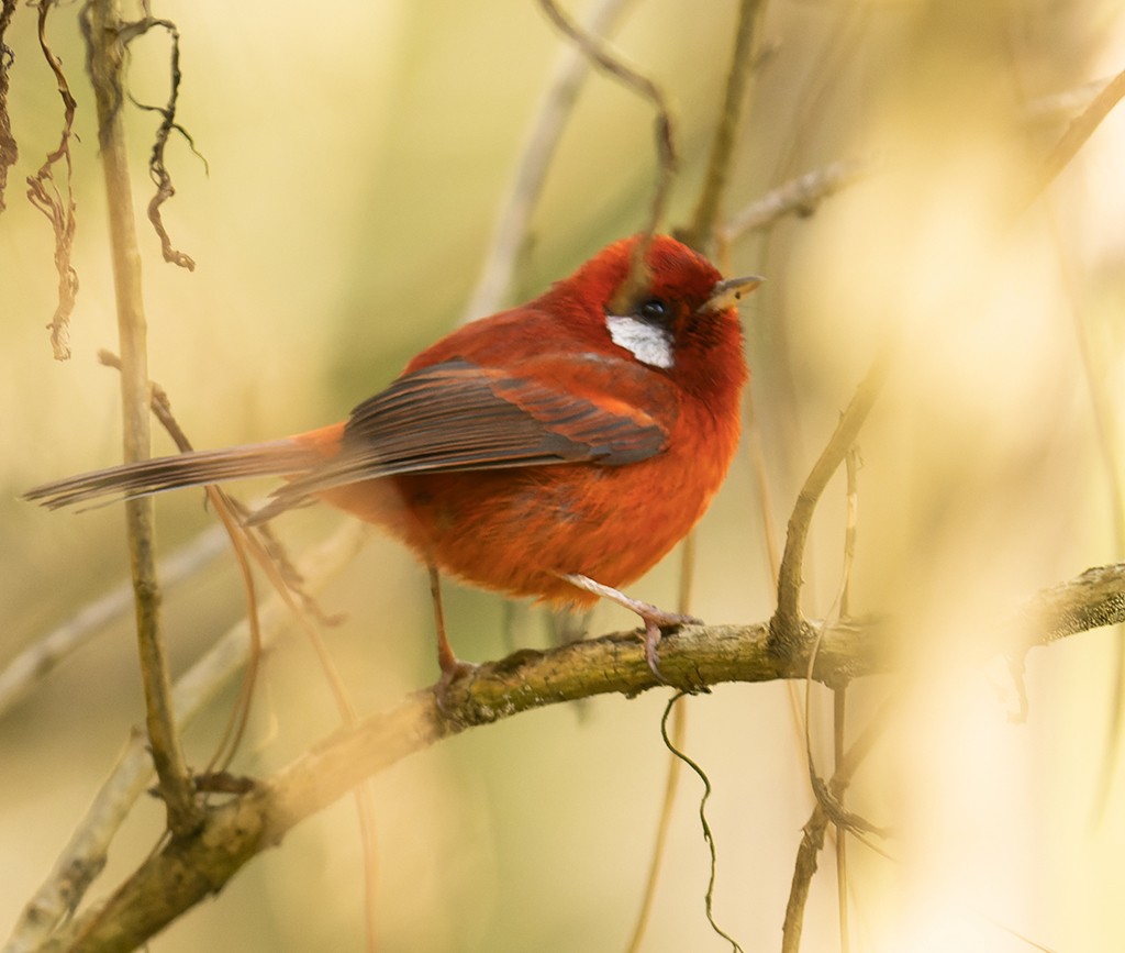 Red Warbler (White-cheeked) - manuel grosselet