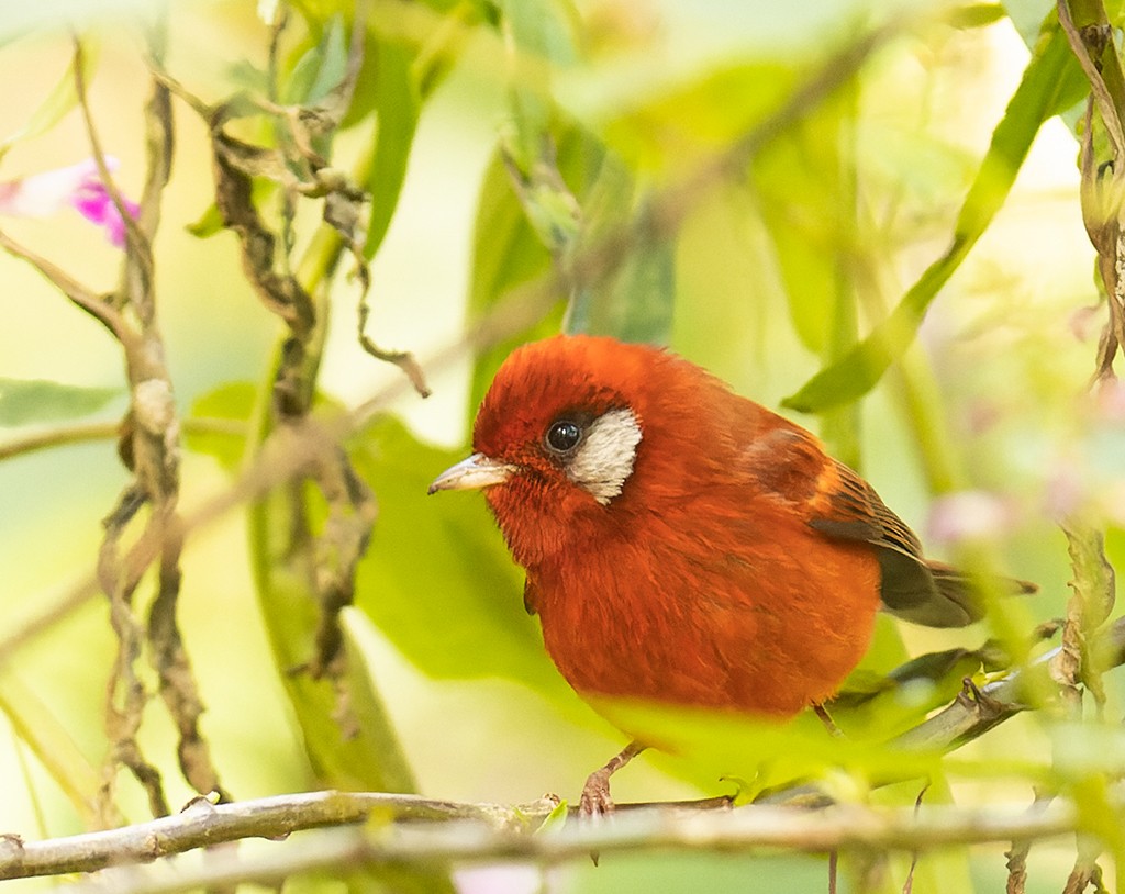 Red Warbler (White-cheeked) - manuel grosselet