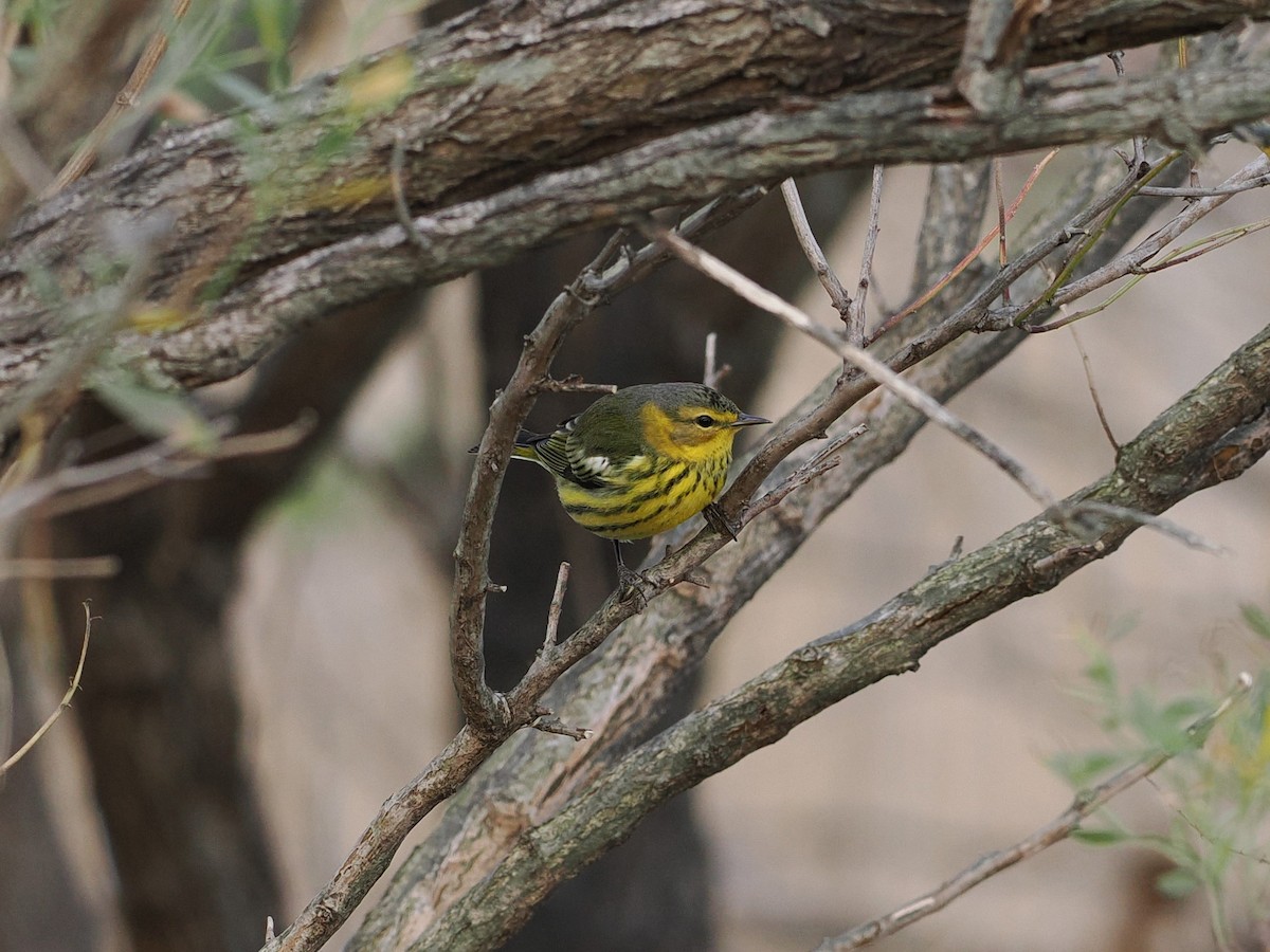 Cape May Warbler - ML612462921