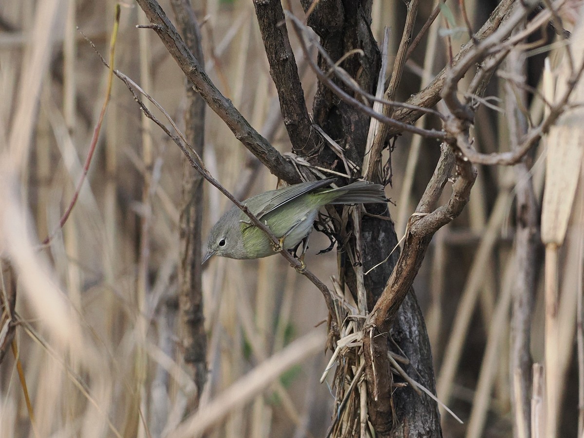 Orange-crowned Warbler - ML612462934