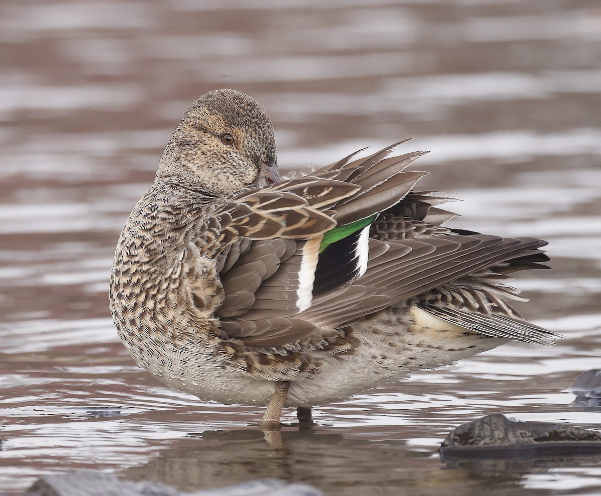 Green-winged Teal (American) - Charles Fitzpatrick