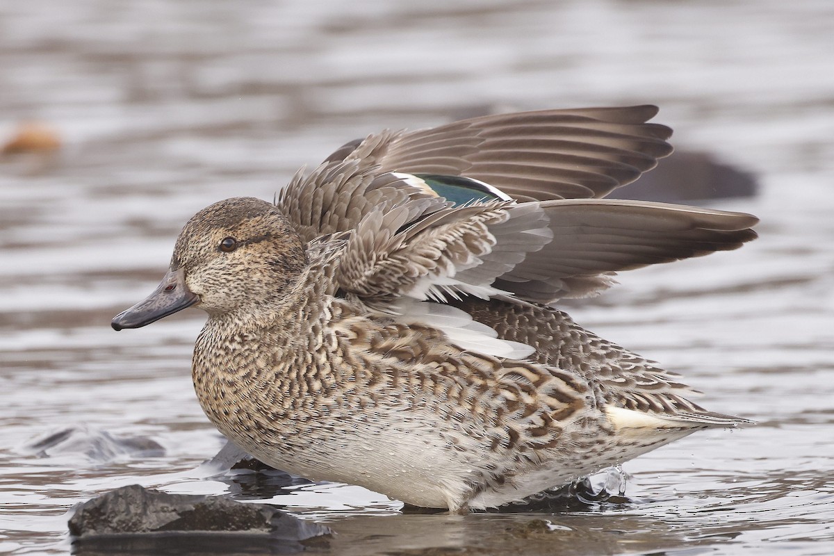 Green-winged Teal (American) - Charles Fitzpatrick