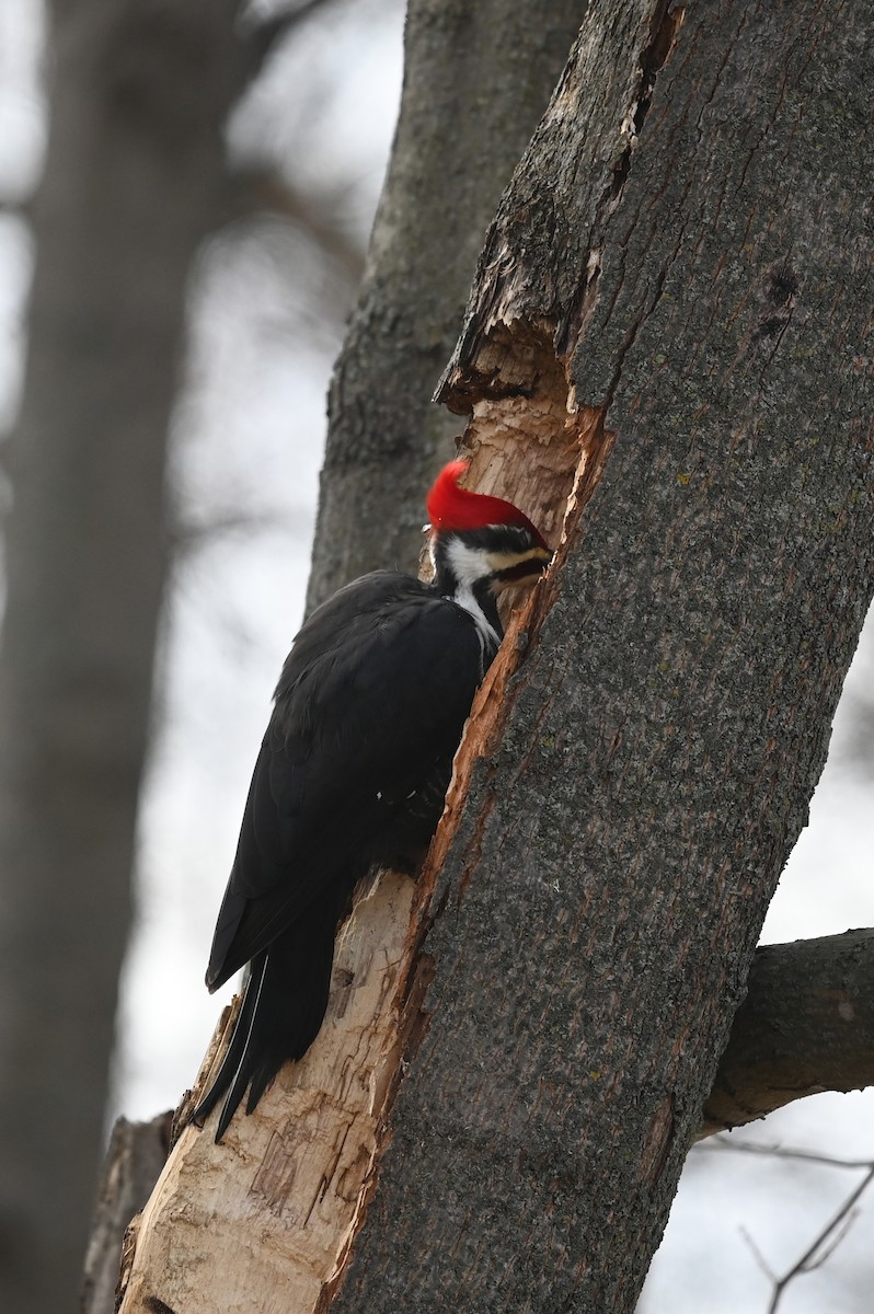 Pileated Woodpecker - ML612462948