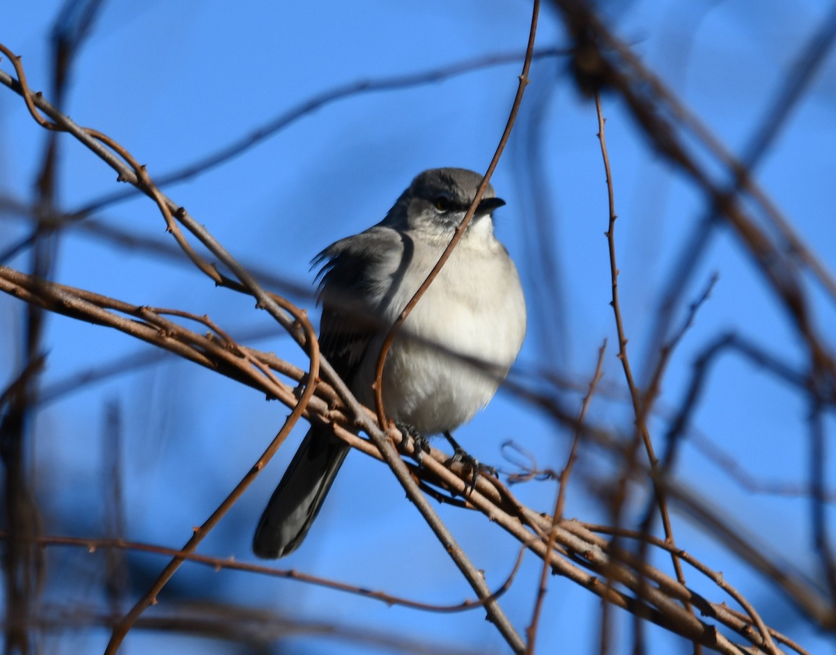 Northern Mockingbird - ML612462997