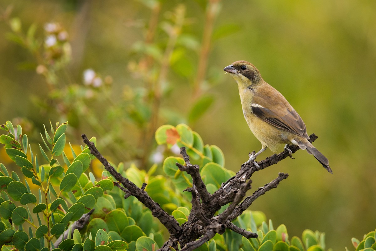 White-banded Tanager - ML612463144