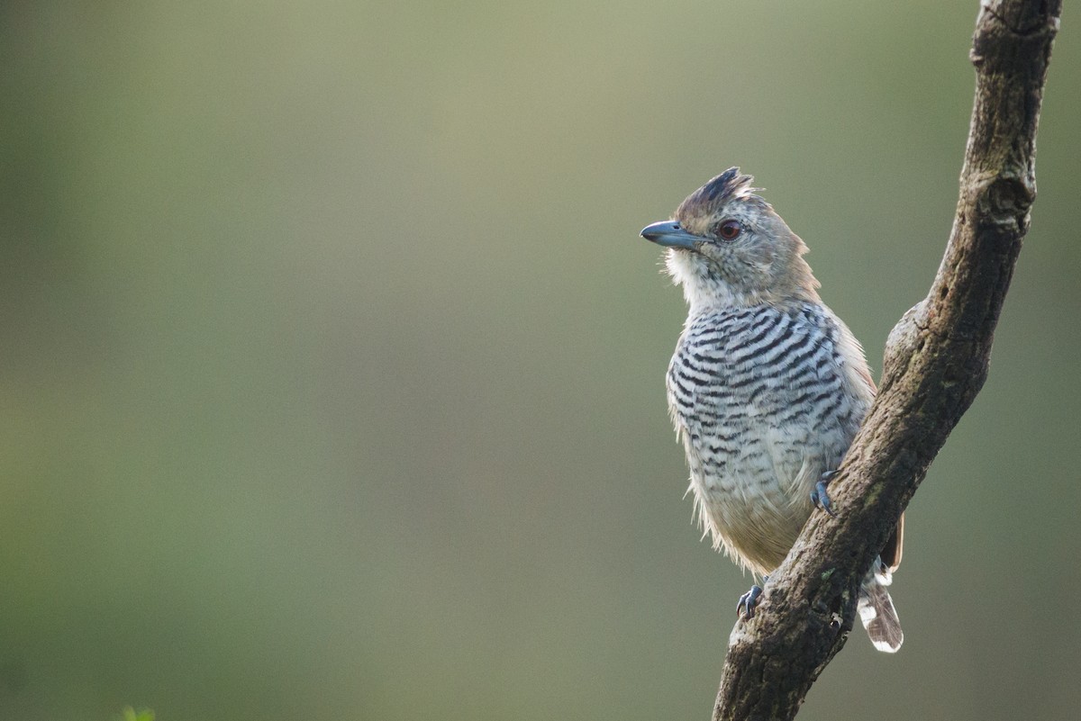 Rufous-capped Antshrike - ML612463159