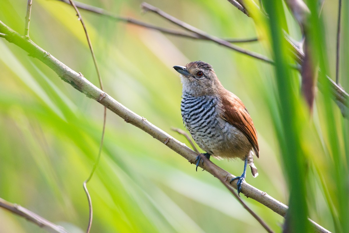 Rufous-capped Antshrike - ML612463160