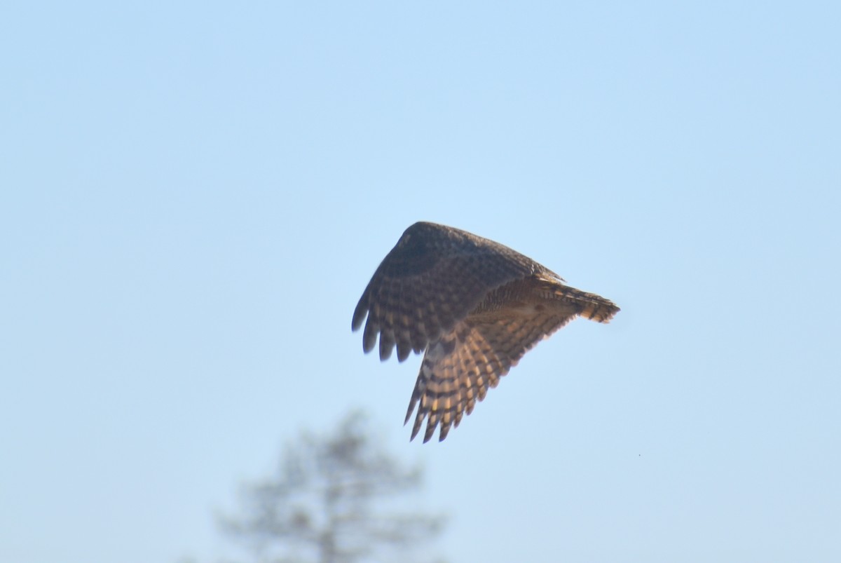 Great Horned Owl - ML612463161