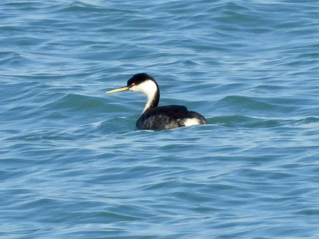 Western Grebe - ML612463228