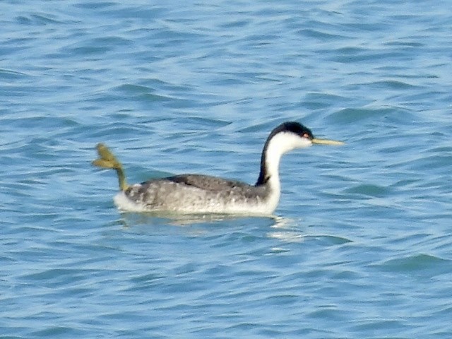 Western Grebe - ML612463229