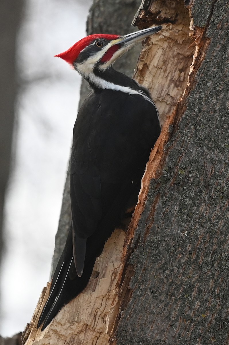 Pileated Woodpecker - ML612463258