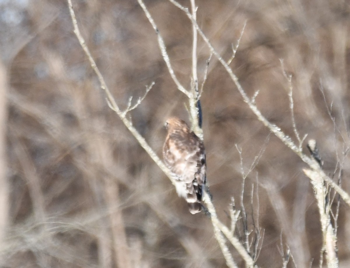 Red-shouldered Hawk - ML612463447