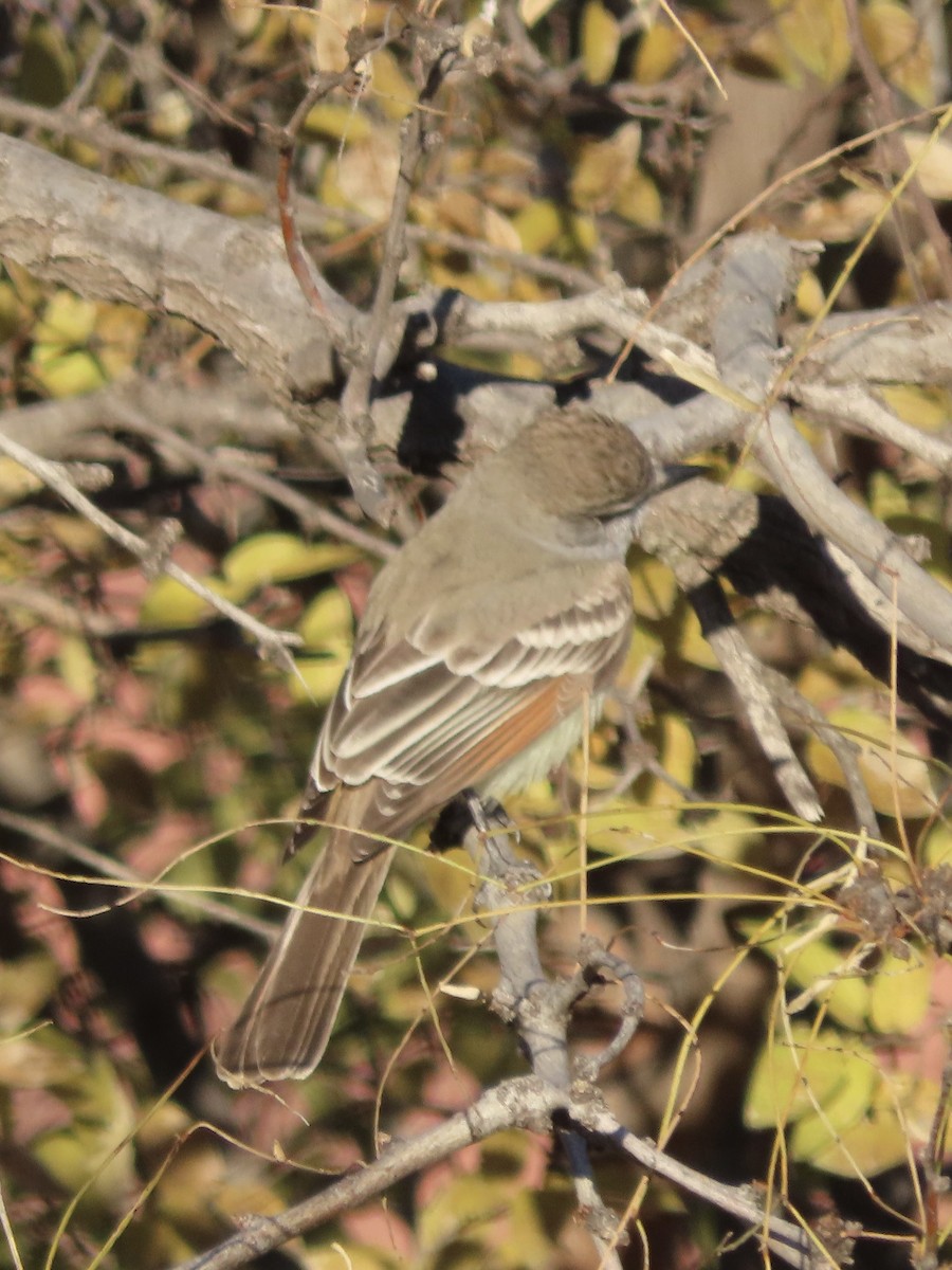 Ash-throated Flycatcher - ML612463516