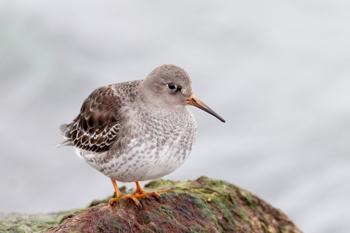 Purple Sandpiper - Geoff Malosh