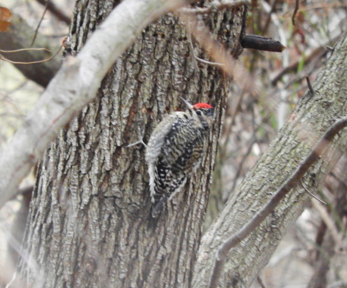 Yellow-bellied Sapsucker - Laura Markley