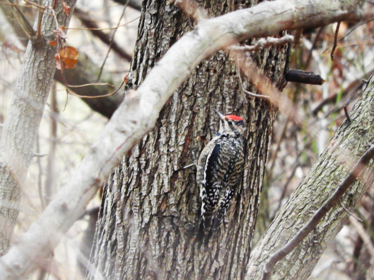 Yellow-bellied Sapsucker - Laura Markley