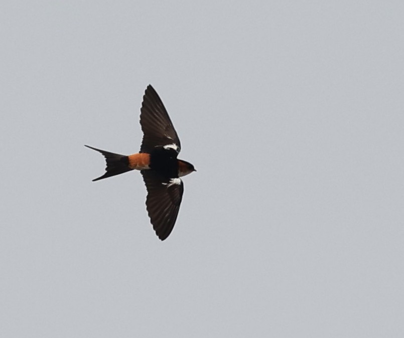 Red-rumped Swallow - ML612463727