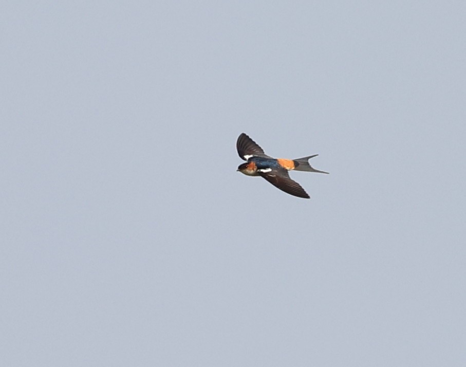 Red-rumped Swallow - ML612463728