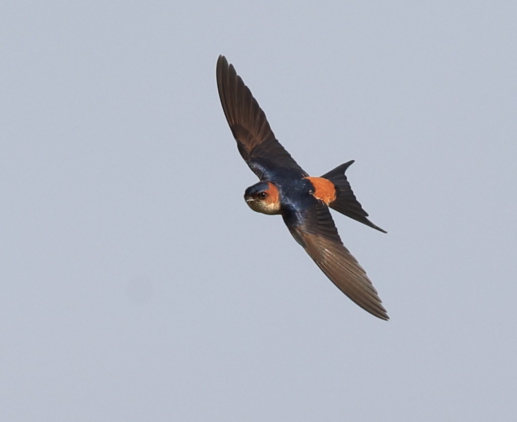 Red-rumped Swallow - ML612463729