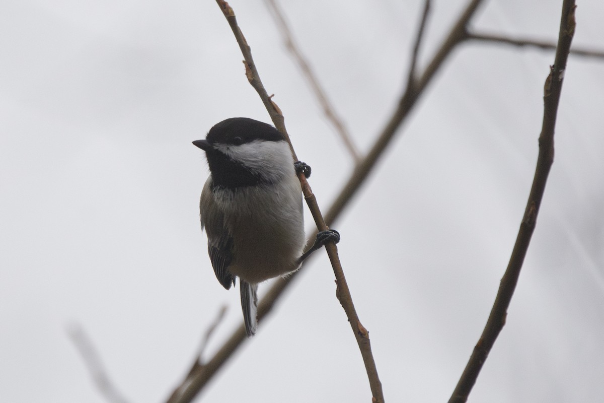 Mésange à tête noire - ML612463772