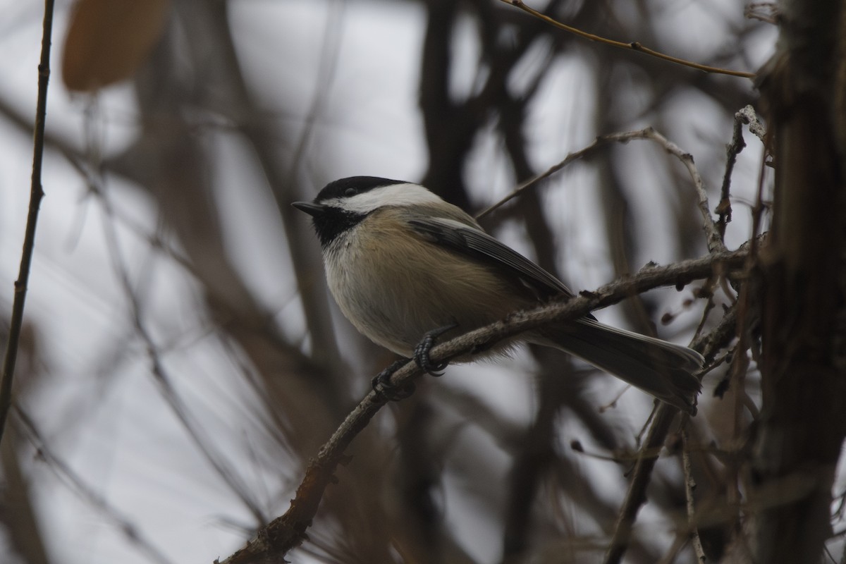 Mésange à tête noire - ML612463773