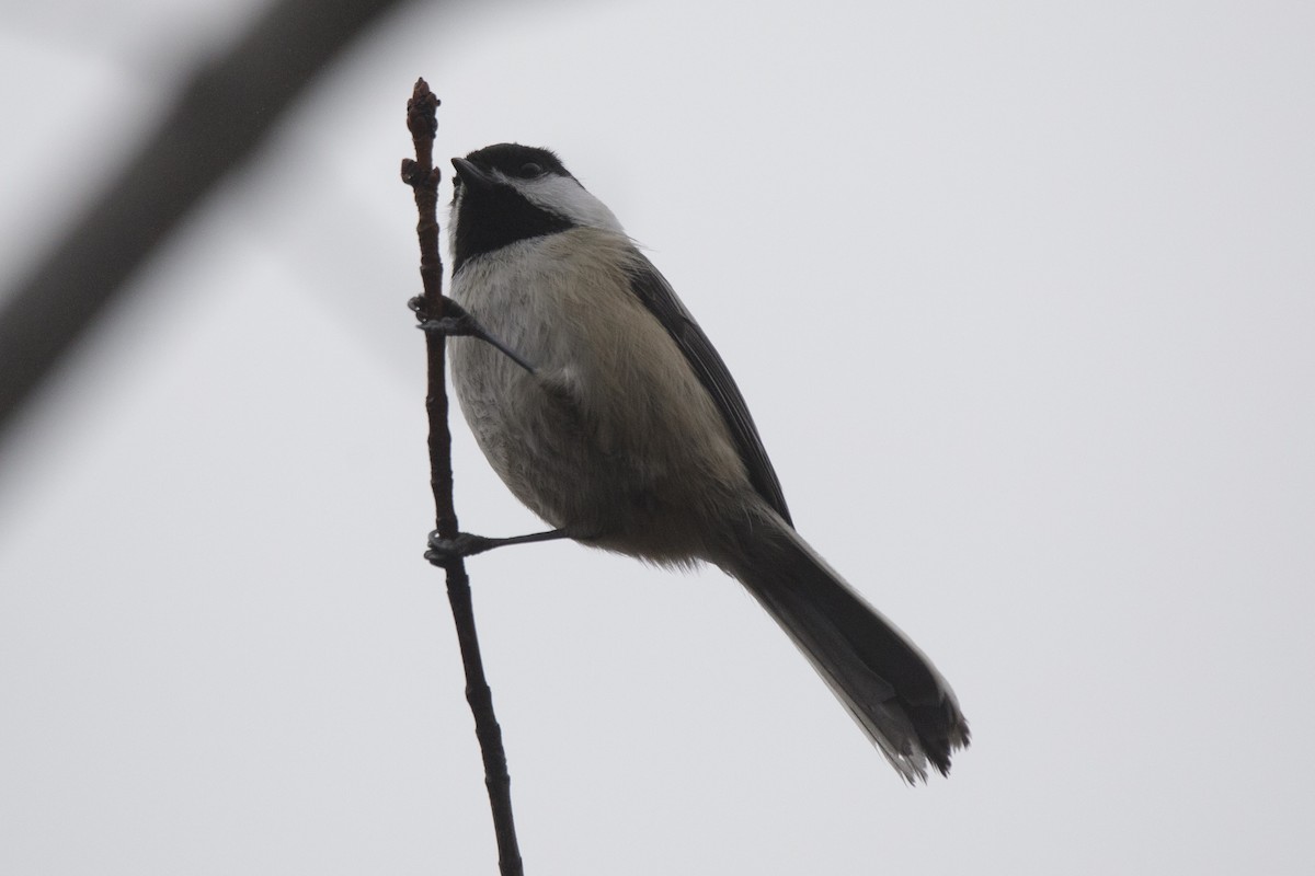 Mésange à tête noire - ML612463774