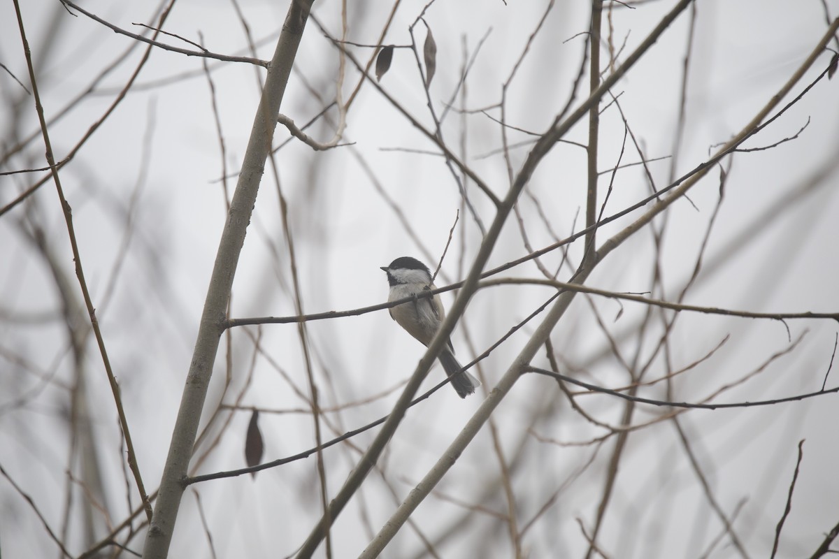 Black-capped Chickadee - Joseph Turmes