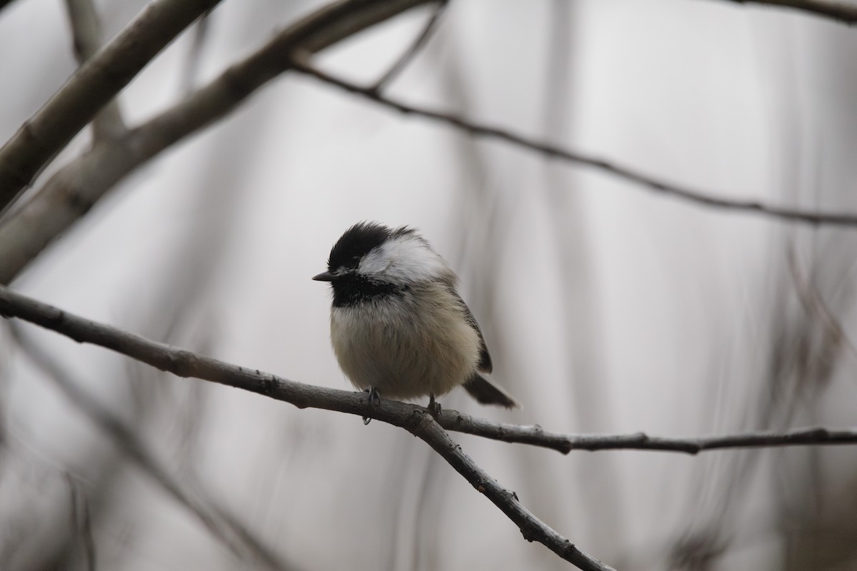 Mésange à tête noire - ML612463778