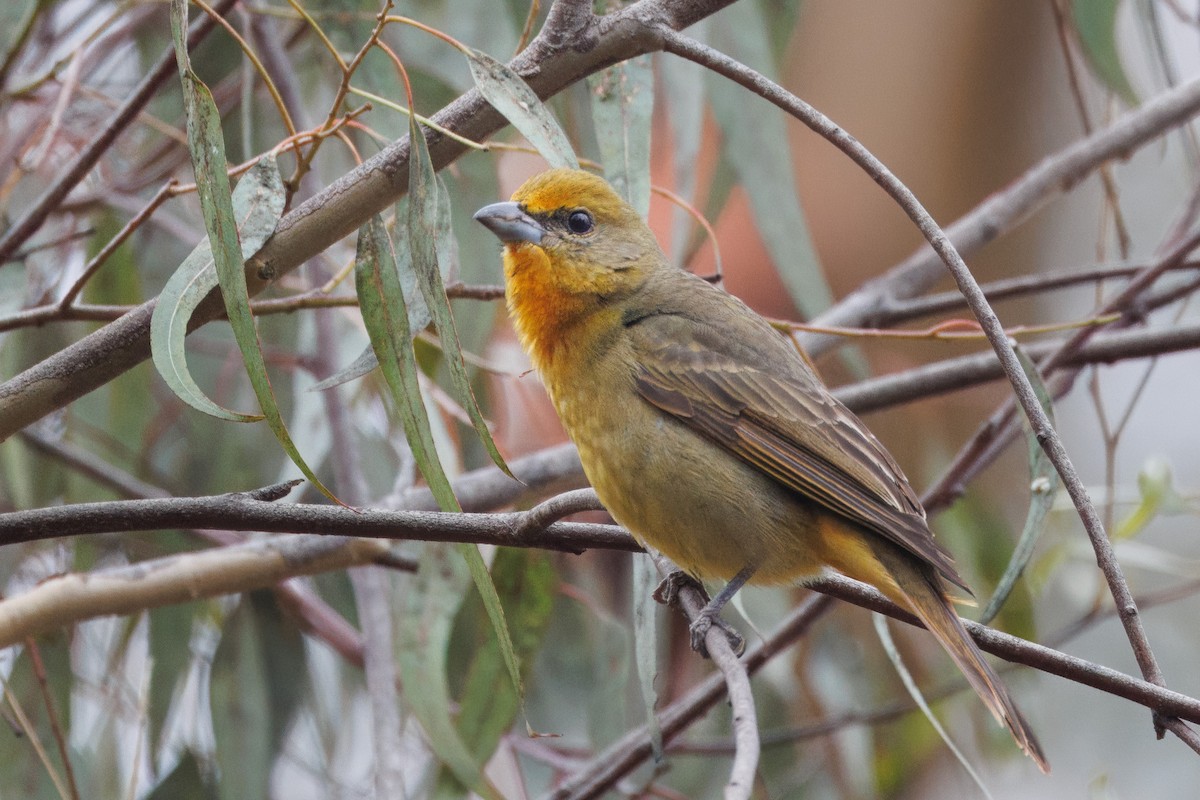 Hepatic Tanager - John Callender