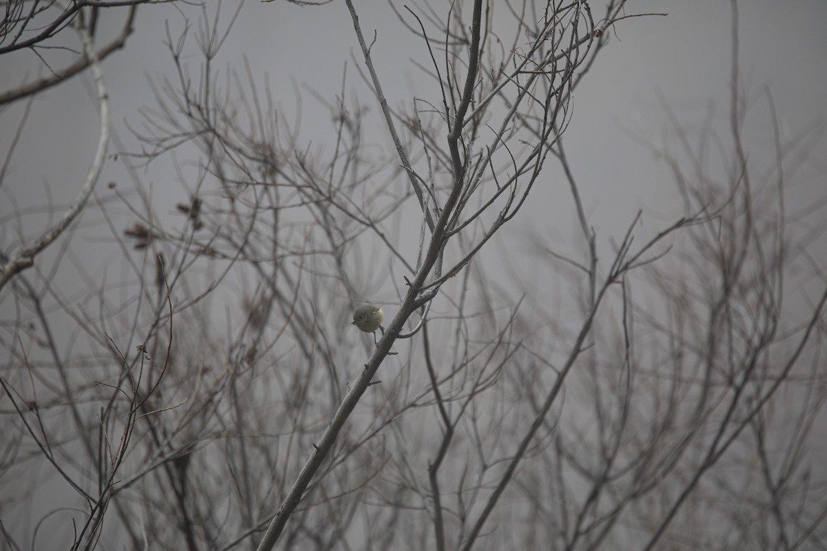 Ruby-crowned Kinglet - Joseph Turmes