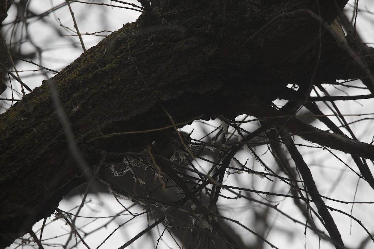 Brown Creeper - Joseph Turmes