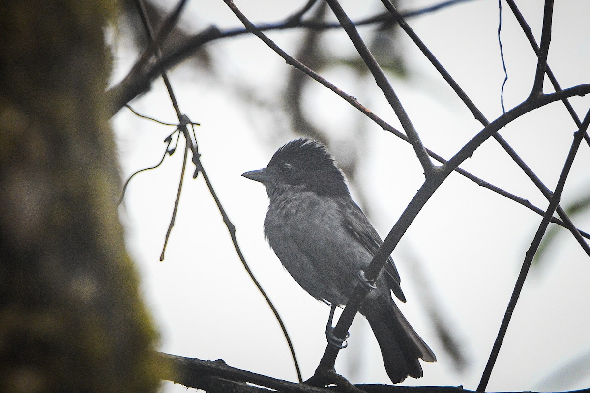 Угольный бекард - ML612463822