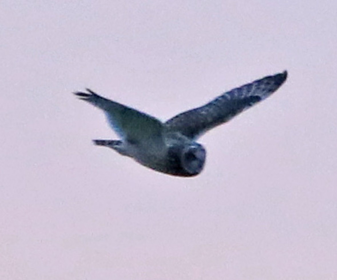 kalous pustovka - ML612463829