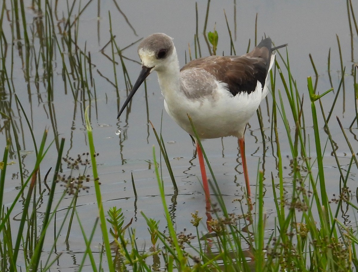 Black-winged Stilt - ML612463837