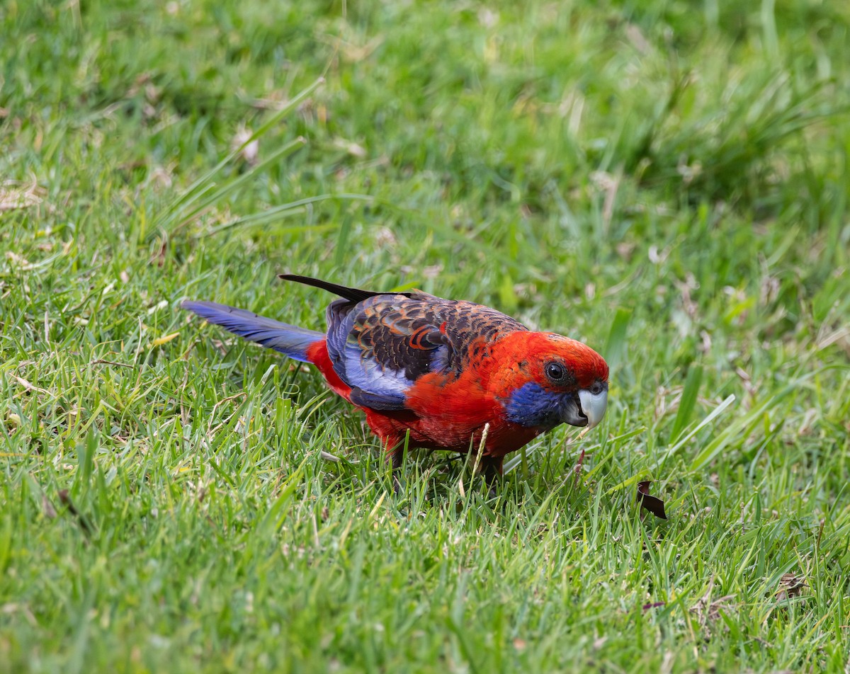 Crimson Rosella - ML612463845