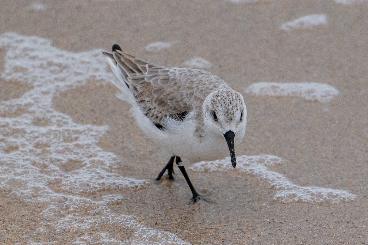 Sanderling - ML612463901