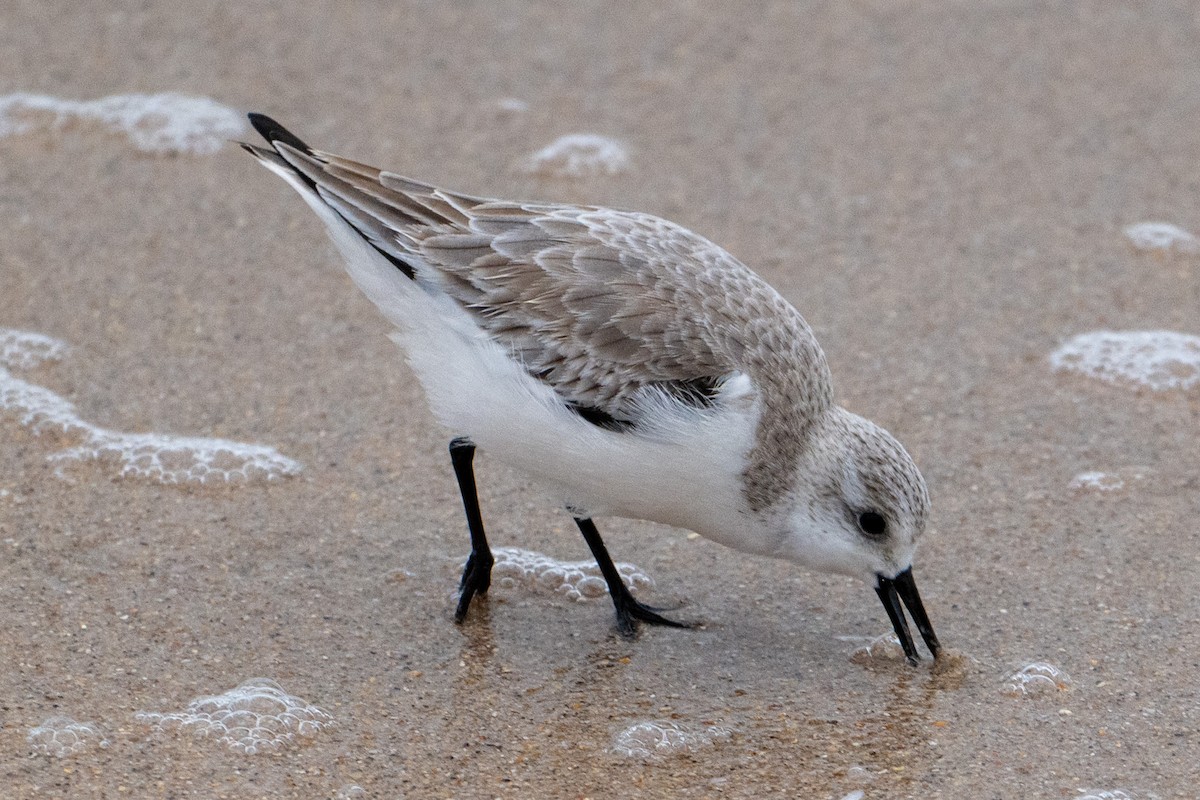 Sanderling - ML612463903